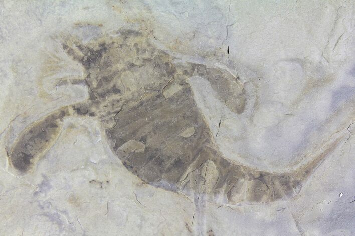 Eurypterus (Sea Scorpion) Fossil - New York #179509
